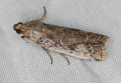 Rhodophaea
