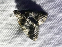 Salma ridiculalis