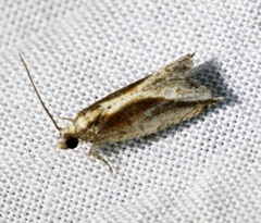 Spilonota mortuana