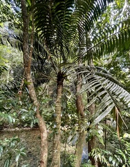 Lepidozamia hopei