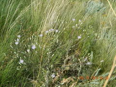 Klasea erucifolia