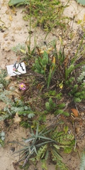 Euryops virgatus