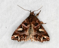 Callopistria exotica