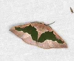 Celenna festivaria