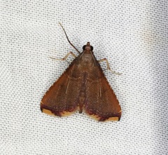 Endotricha olivacealis