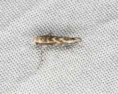 Epicephala albifrons