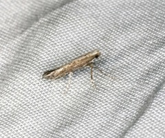 Epicephala lativalvaris