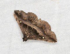 Hadennia mysalis
