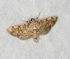 Lamprosema tampiusalis