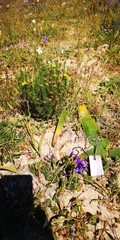 Euryops virgatus