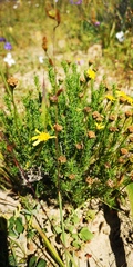 Euryops virgatus