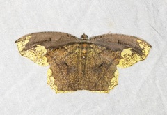 Pareumelea eugeniata