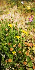 Euryops virgatus