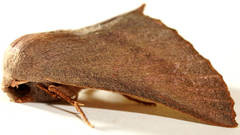 Monoctenia smerintharia