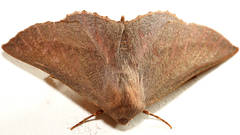 Monoctenia smerintharia
