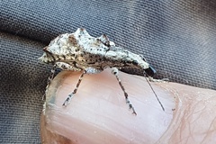 Agathinus tridens