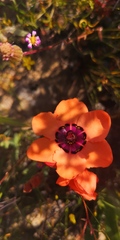 Sparaxis elegans