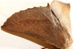 Monoctenia smerintharia