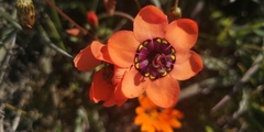 Sparaxis elegans