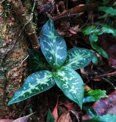 Goodyera daibuzanensis