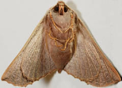 Monoctenia smerintharia