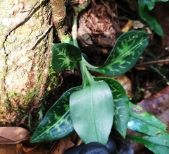 Goodyera daibuzanensis
