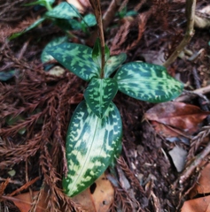 Goodyera daibuzanensis