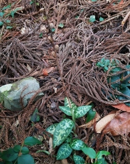 Goodyera daibuzanensis