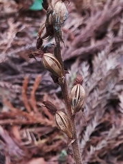 Goodyera daibuzanensis