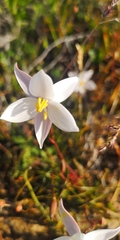 Cyanella alba alba
