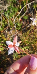 Cyanella alba alba