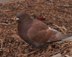 Columba livia domestica
