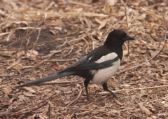 Pica serica