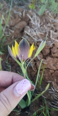 Hesperantha vaginata