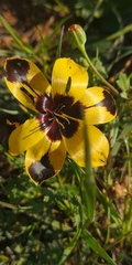 Hesperantha vaginata