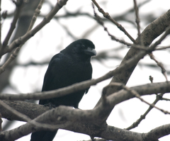 Corvus macrorhynchos