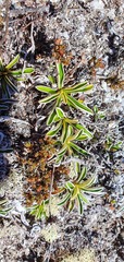 Celmisia hieraciifolia gracilis
