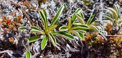 Celmisia hieraciifolia gracilis