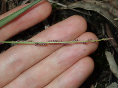 Setaria distans