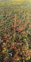 Bulbinella latifolia doleritica