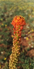 Bulbinella latifolia doleritica