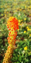 Bulbinella latifolia doleritica
