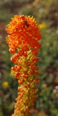 Bulbinella latifolia doleritica
