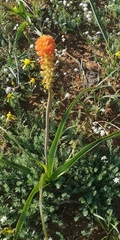 Bulbinella latifolia doleritica