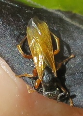 Epipompilus insularis