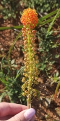 Bulbinella latifolia doleritica