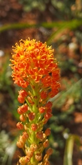 Bulbinella latifolia doleritica