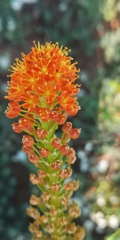 Bulbinella latifolia doleritica