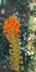 Bulbinella latifolia doleritica
