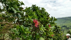 Metrosideros carminea